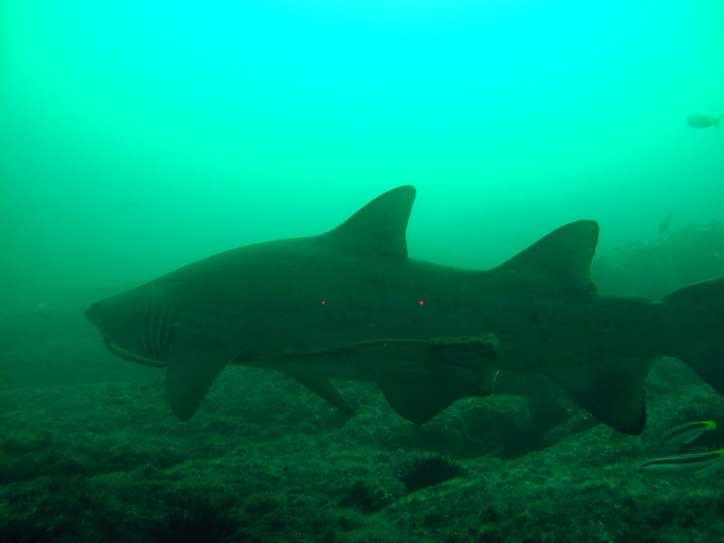 a4fff49d-e60f-4bf9-a4b8-eee9d4edb1e4