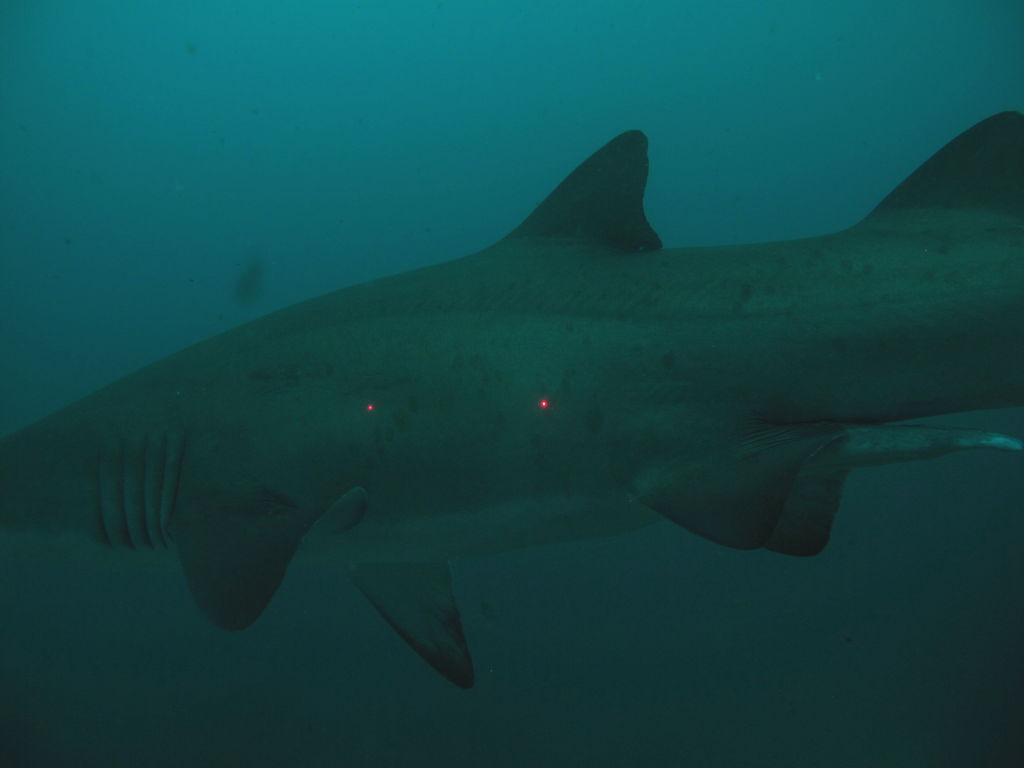 bf65bbd1-6a5e-4084-8a75-380e09a0d923