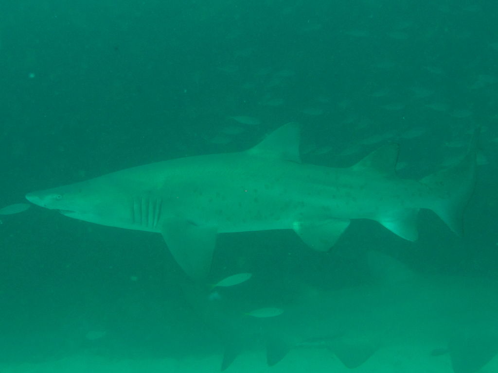 a7705062-3928-40de-9b24-a93861852552