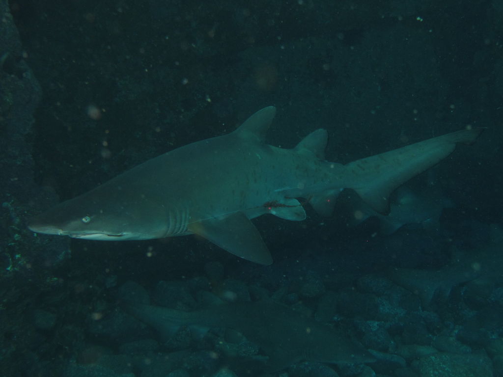 d3abd332-8d86-4e16-a780-e1f6f027fe1f