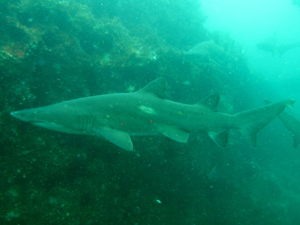 7cc0a339-f01d-4005-b4f6-9683c278765d