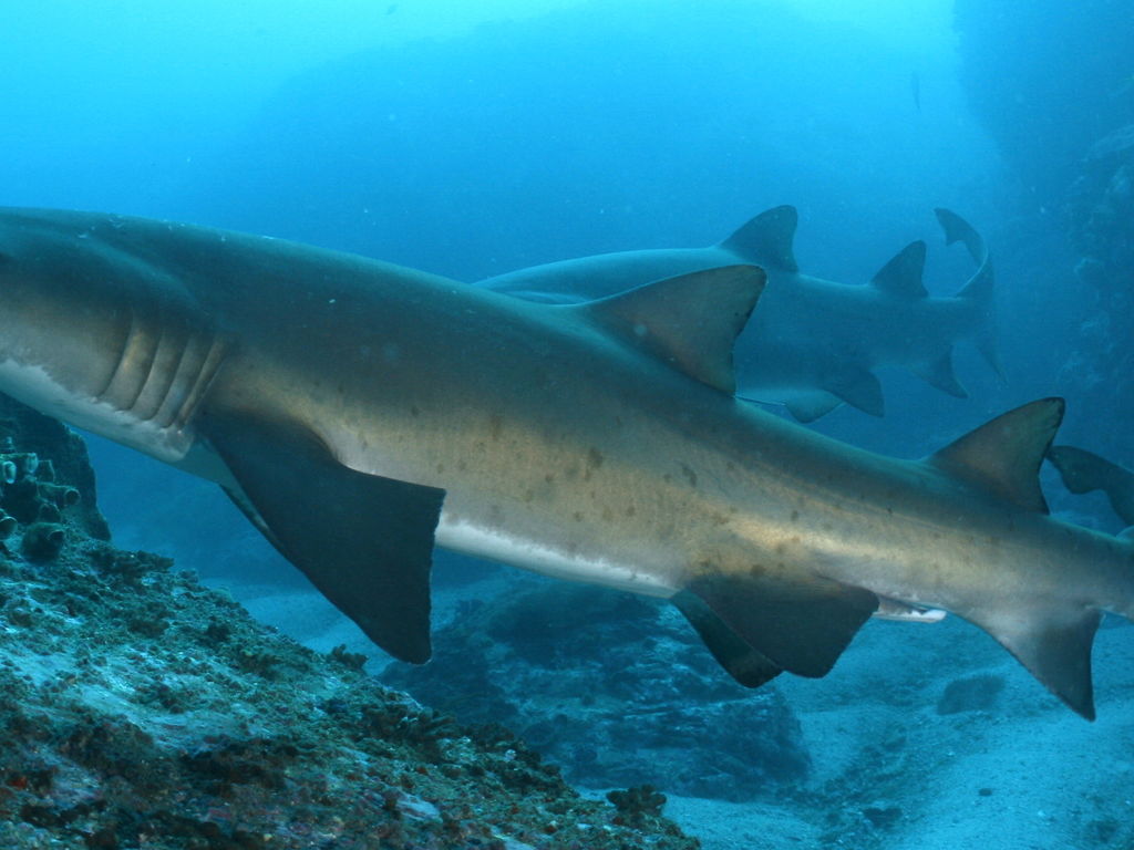 d01509c6-6ed5-4c42-835b-23979049e1cc