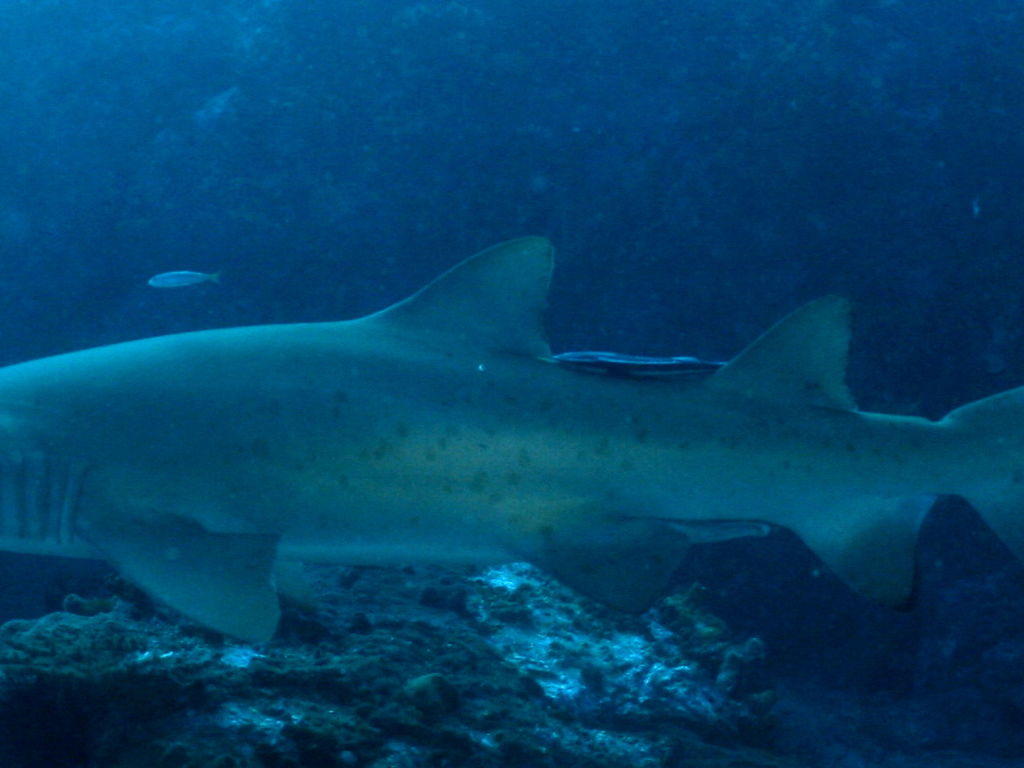 d5288981-279d-4192-931f-7042969a1718