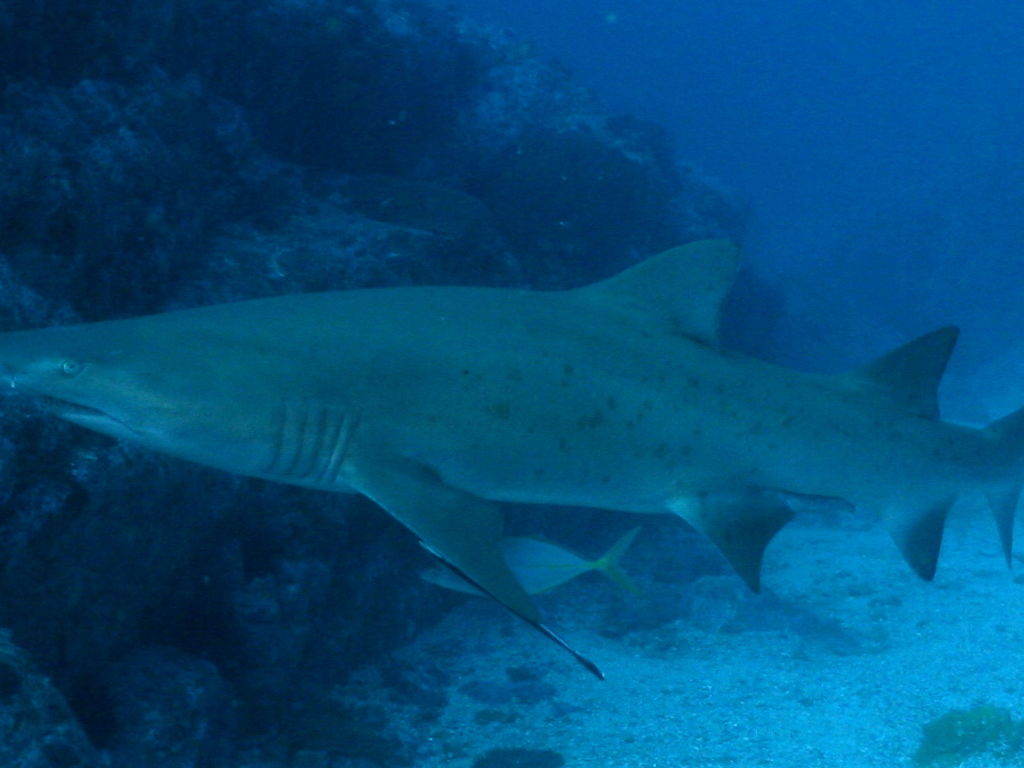 d5288981-279d-4192-931f-7042969a1718