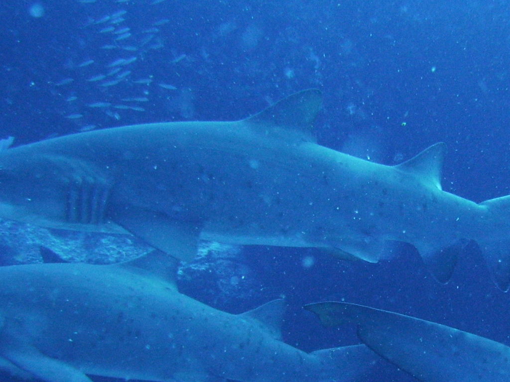 a109782c-2326-45dc-bbab-2d13c2f78892