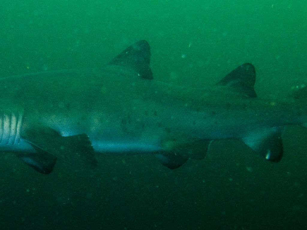 0a9251d1-8ded-4332-8822-e2f9a6e58ce3