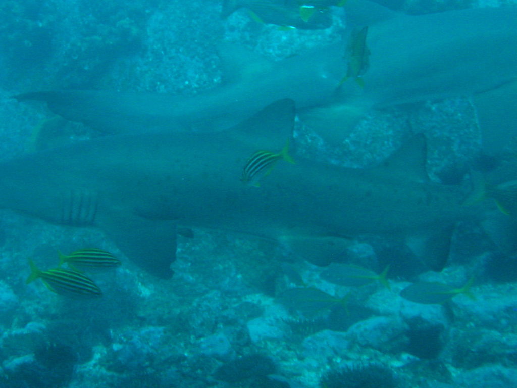 825e877e-c88f-4b61-86e4-f6eda1c41bce