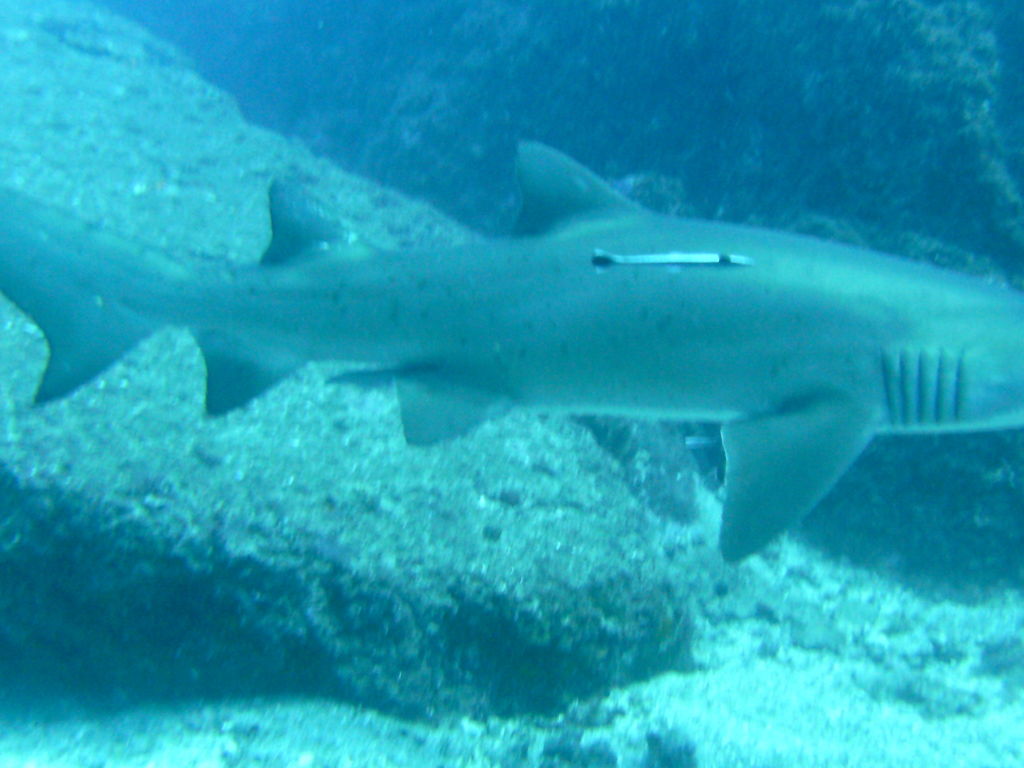 d338dedc-cf50-4903-bca6-d5e83db4f8b8