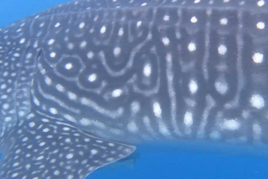 e8699b68-470f-449f-bfd0-92ee9f49ac7c