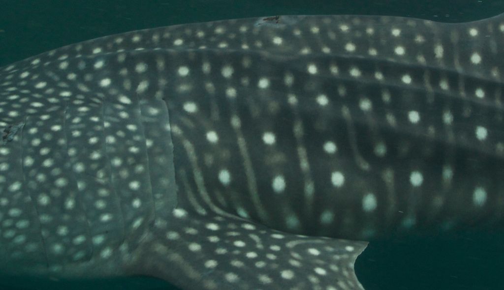 8485e999-7eb0-4e20-a3db-f38e09a8a534