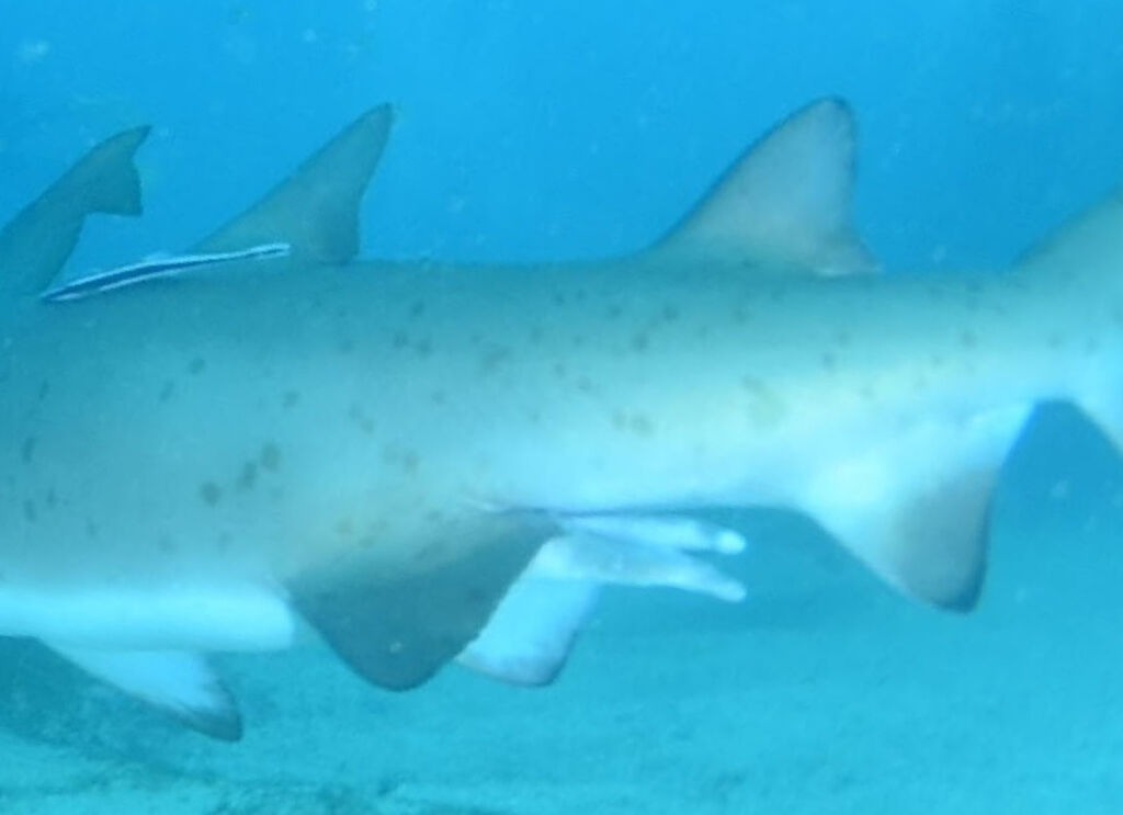 58f5df5b-1781-45fd-ba96-947b87e237a5