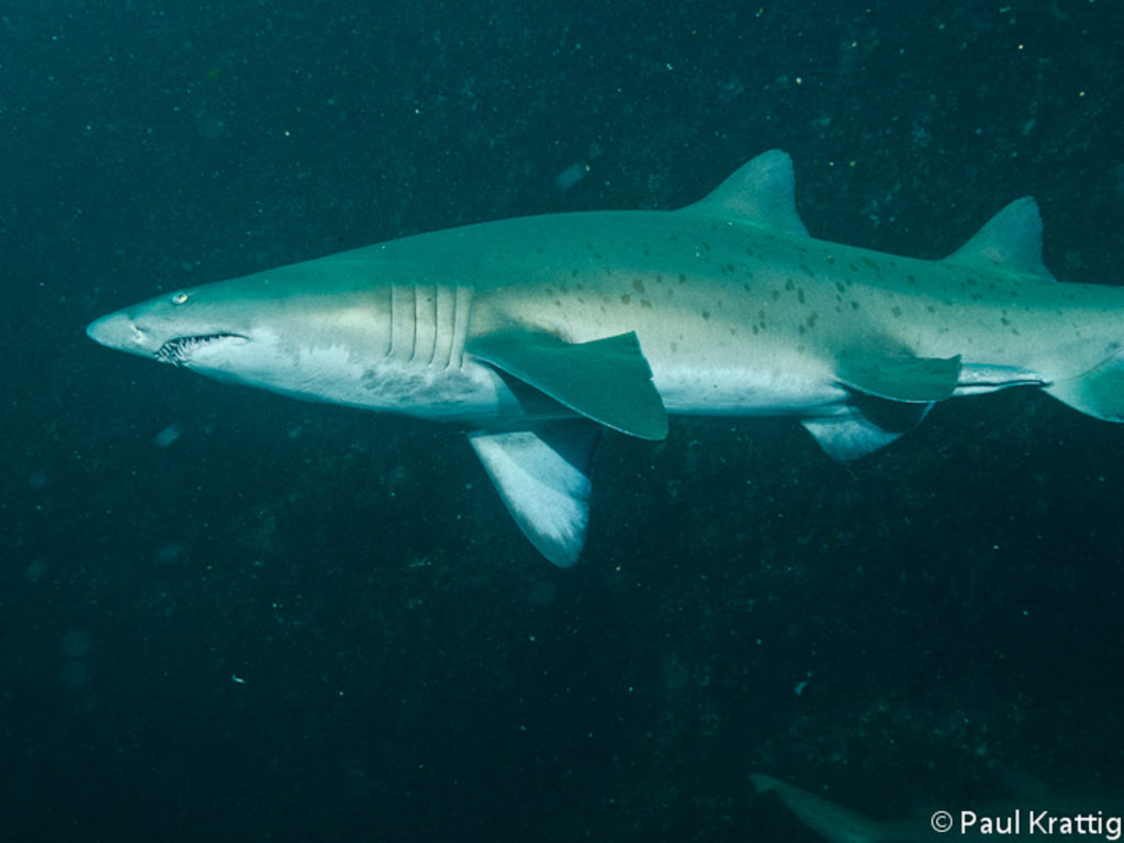 4e5321cd-9f1c-4142-a3ae-c3c22f6553dd