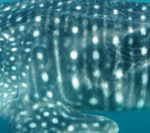 e6a8f05e-fff2-44bd-9950-d6e73af3abcb