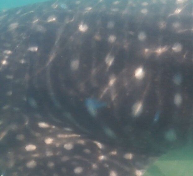 32c5a777-dc26-4db3-801c-34faf388dc50