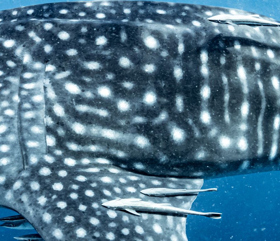 92beb91f-2539-454f-9b71-c65b6f16cc03