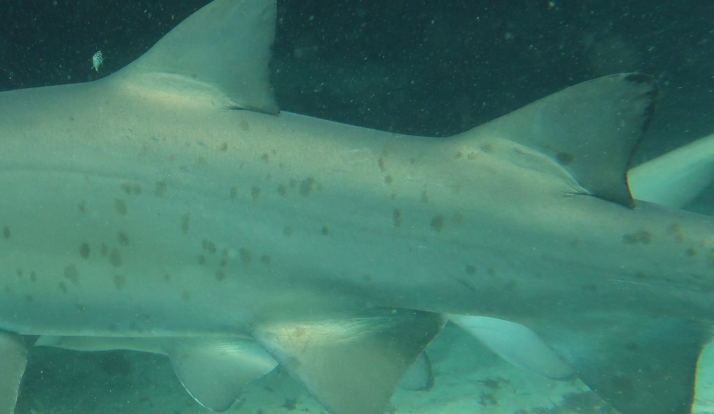 4e095a7c-b0c0-43db-b104-c727bae91348