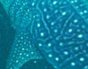 e7881a11-bbf6-48f2-bbb8-2b77d34e2af2