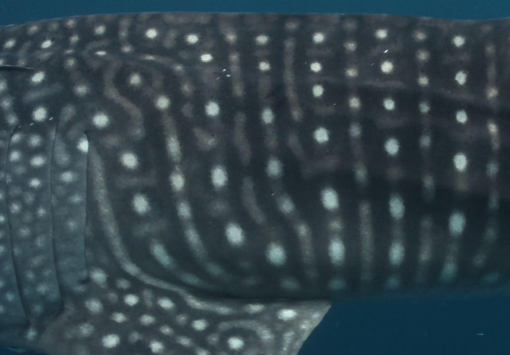 a2d97f7e-b692-4e3f-8484-d62a936038da