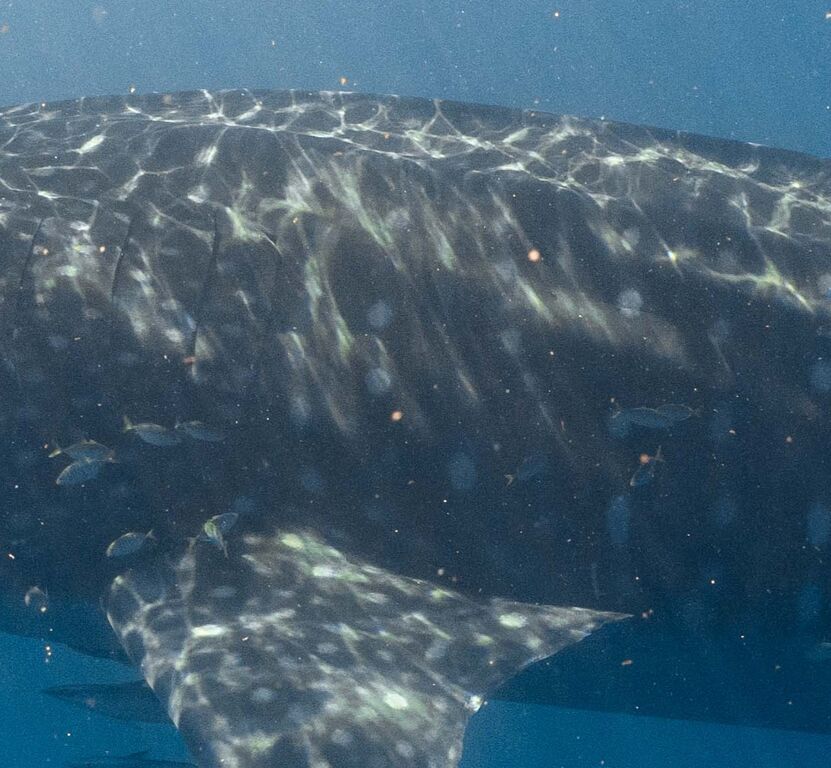 03edc049-185a-47db-be1a-1c88e306e84a