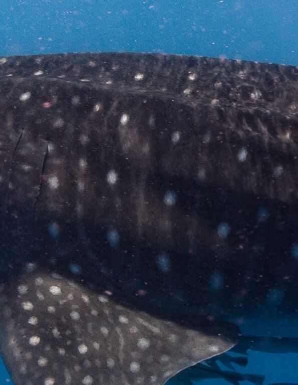 3c50ad25-c027-4af8-a974-a9d592e5738e