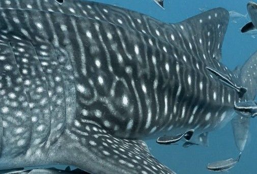 84c39177-13bc-477e-ad65-6c211612a554