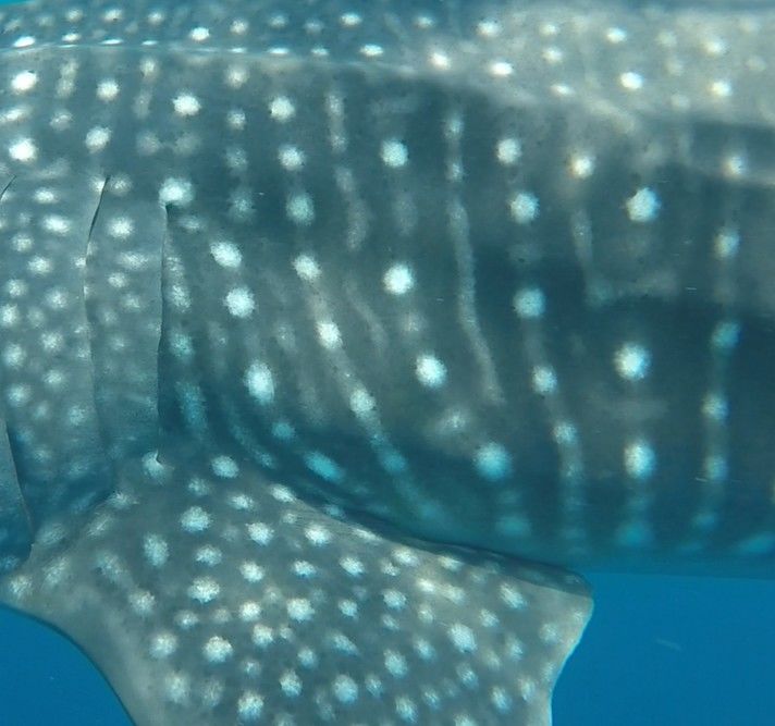 0cc4f15d-9699-44a2-aa28-51474f12eae9