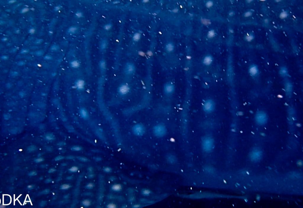 5369baff-540c-4a73-aa70-8ac248c3125e