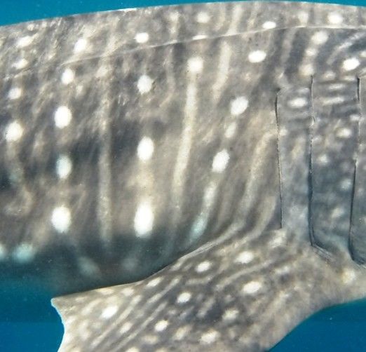 37e7ba61-f91f-4b03-a392-b636e67893a4