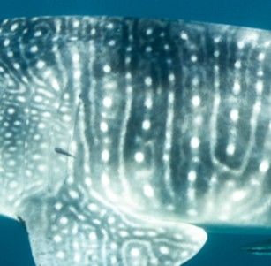 f8894791-a23c-4ec4-9301-f7b3c97d0539