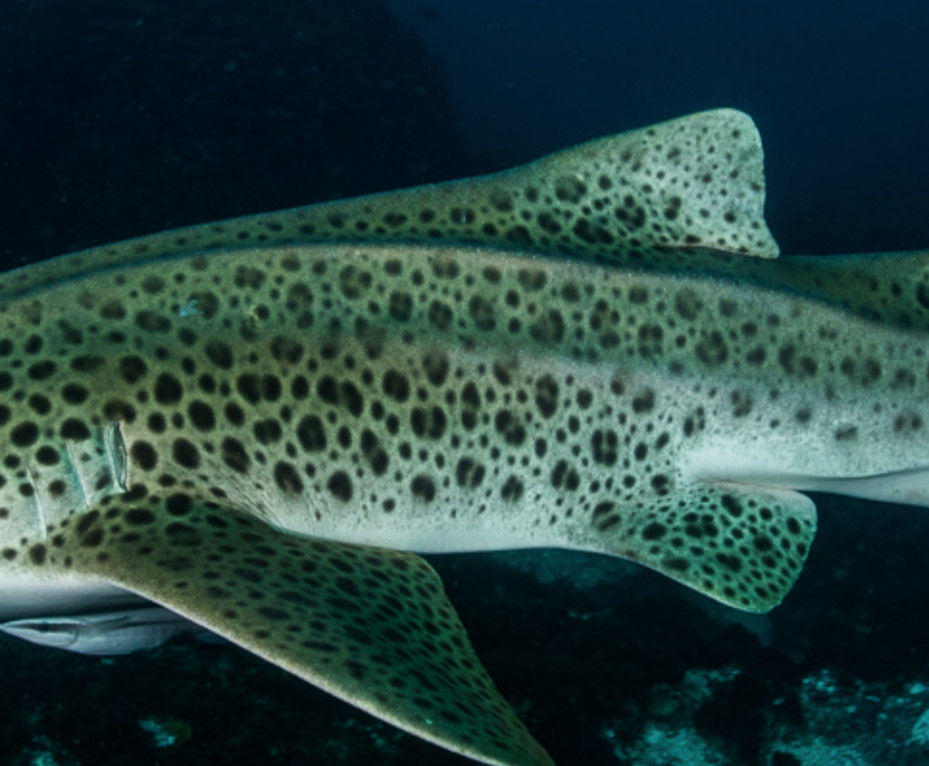 e2050ddb-92eb-46c8-a43b-17ef9ba11c1f