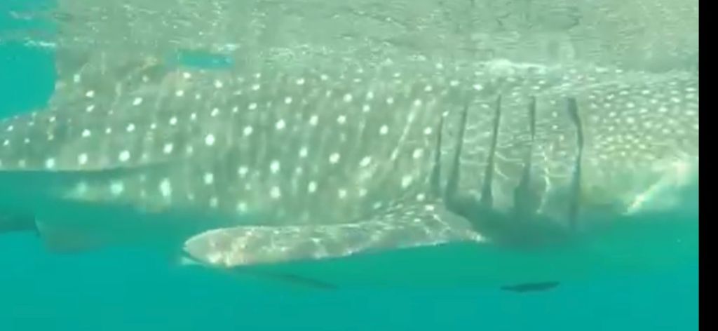 44d4ab4d-0817-42e9-903f-919aa3f3057a