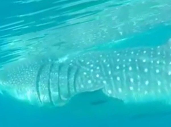 44d4ab4d-0817-42e9-903f-919aa3f3057a