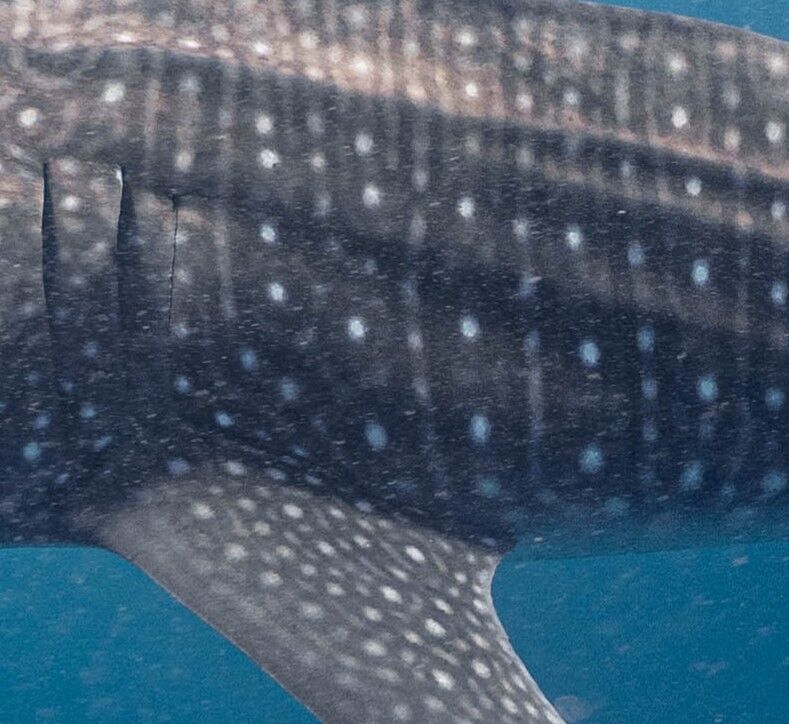 2f558cb7-62f8-4b3c-ab64-e1d8a6dc7268