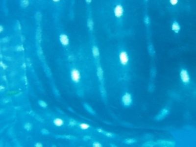 cc4736c9-e12a-4c41-91ce-1a9729e93977