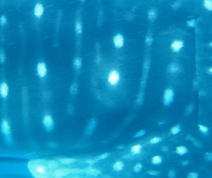 cc4736c9-e12a-4c41-91ce-1a9729e93977