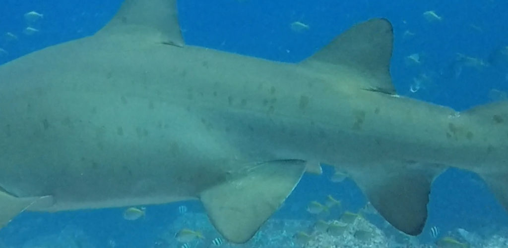 2020f519-578f-4e62-9e8d-31dd96253e92