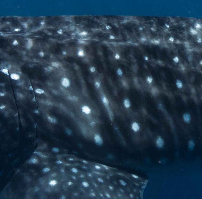 ffe68047-7141-400b-ae96-6196caf857d4