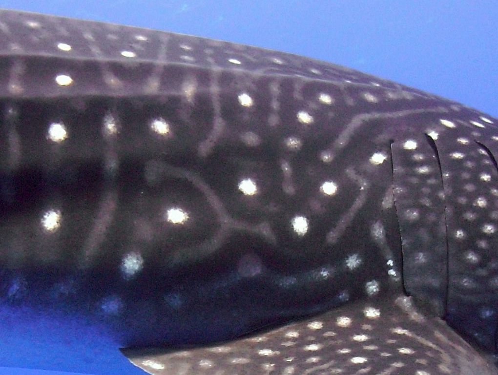 ed8e3f43-48f3-43e2-aba6-f1a39af2d394