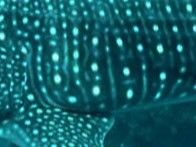 20ac501b-6a31-4ef9-af31-78f0e600d86b