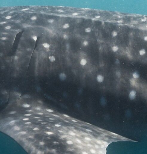 5a26cb63-37e4-4915-b944-7ed6738a4295