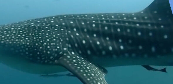 6f99c1ae-6812-44ea-a2bf-55cf158f67d4