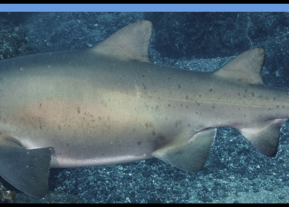 fec13b57-cc00-4320-91aa-31dc8759de37