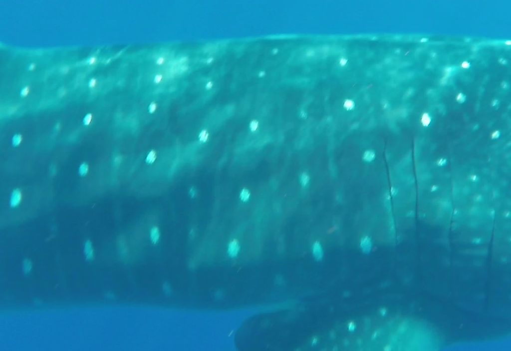 0210a40d-1271-4238-b1a4-da7631f42358