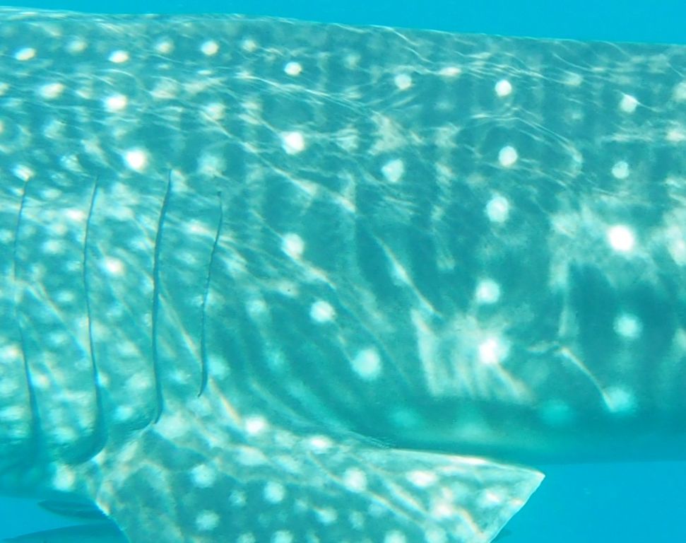 572bde17-eecc-4822-9594-b314f6a8f984