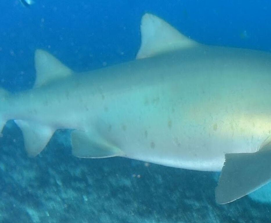 c08950fe-fcfe-45df-a627-d67c8602c301