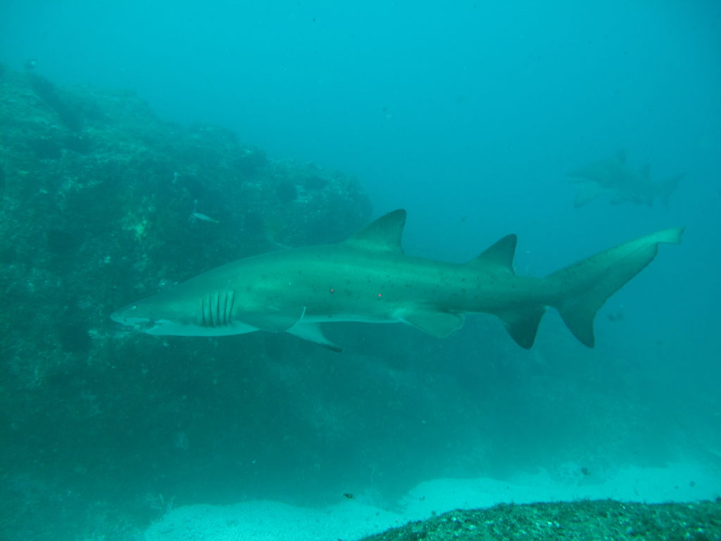 fc613bef-6072-4ff7-a921-c5a4d319a533