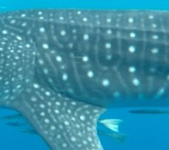 fadedf4b-8c3b-4284-bb8b-239621a43b3e