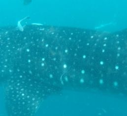 10e43eaa-038e-4ce7-8586-efcea8943002