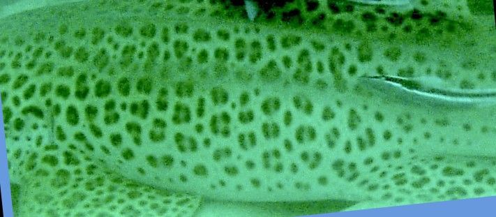 0f8a0ae7-9781-4e02-b282-af71ee46c232