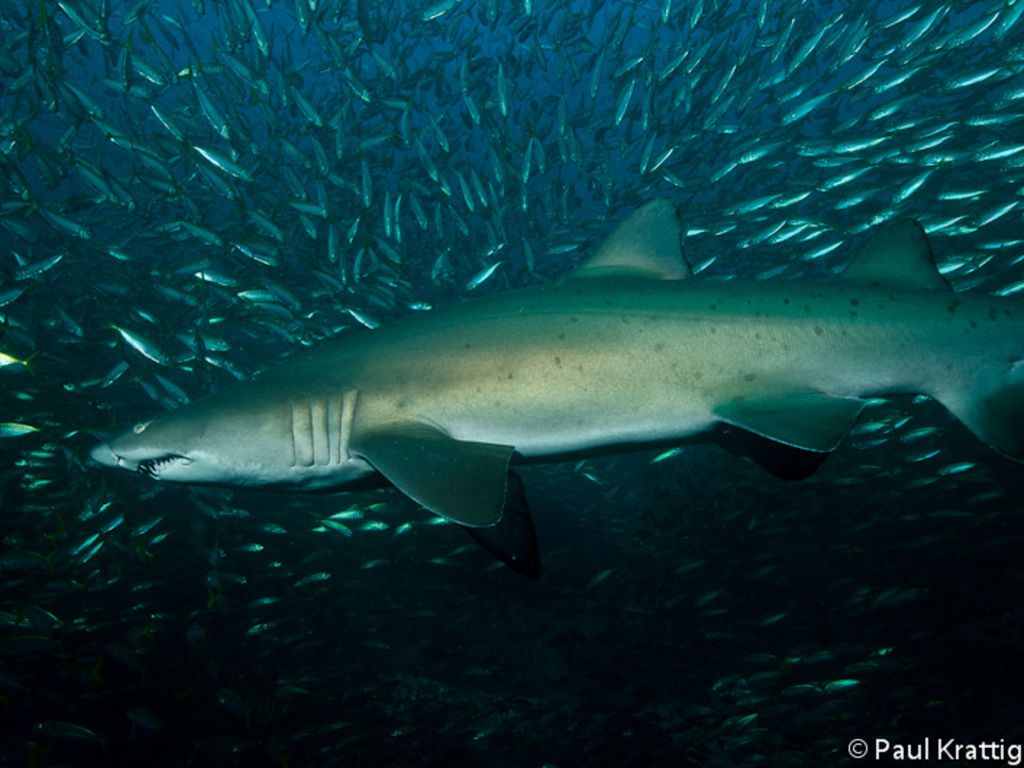 546e4d4c-822d-45a7-a343-934df0df75dc